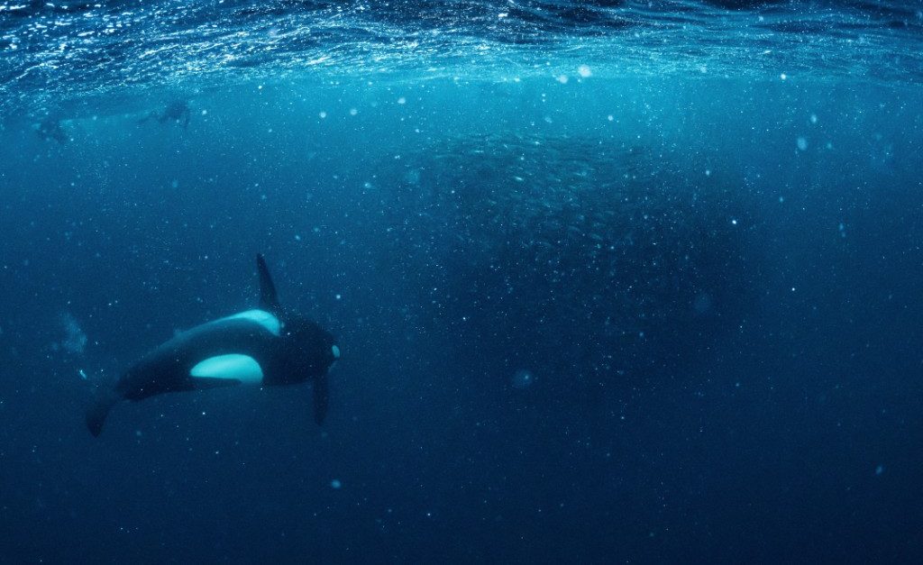 Noorwegen orka zwemmen