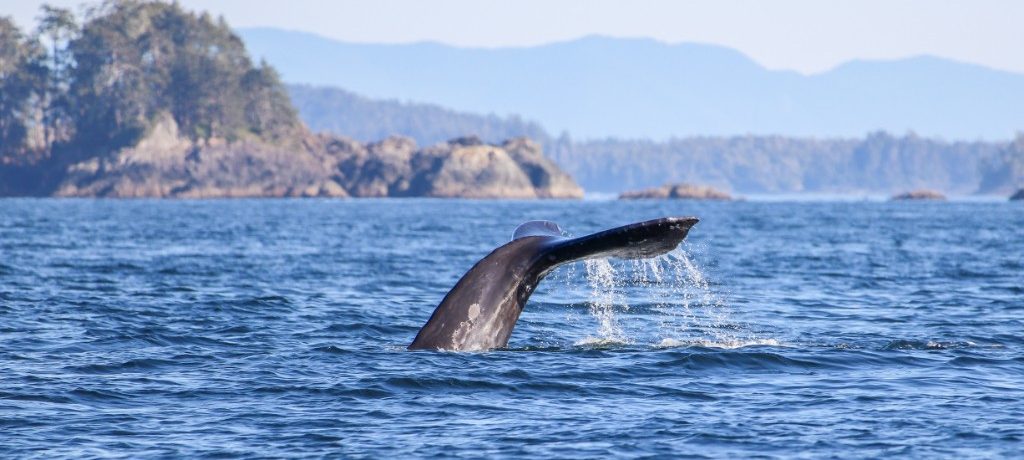 Grijze walvis, Tofino, Canada - Shutterstock Walvissen spotten