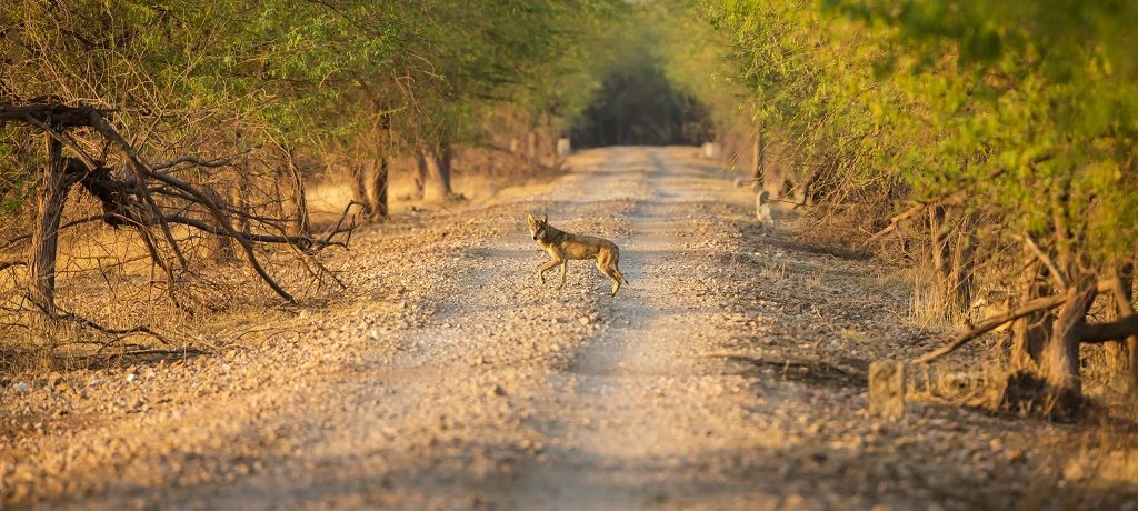 Wolf, Velavadar, India - Shutterstock