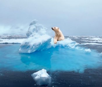 Cruise Spitsbergen walrussen & ijsberen, poolreizen