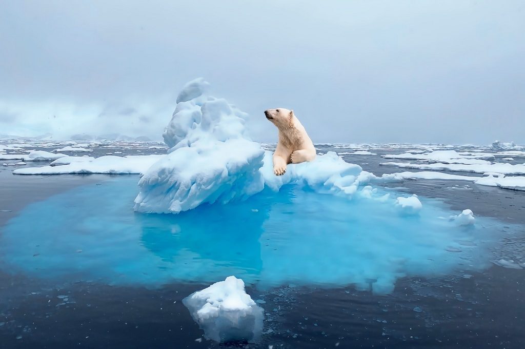 Cruise Spitsbergen walrussen & ijsberen