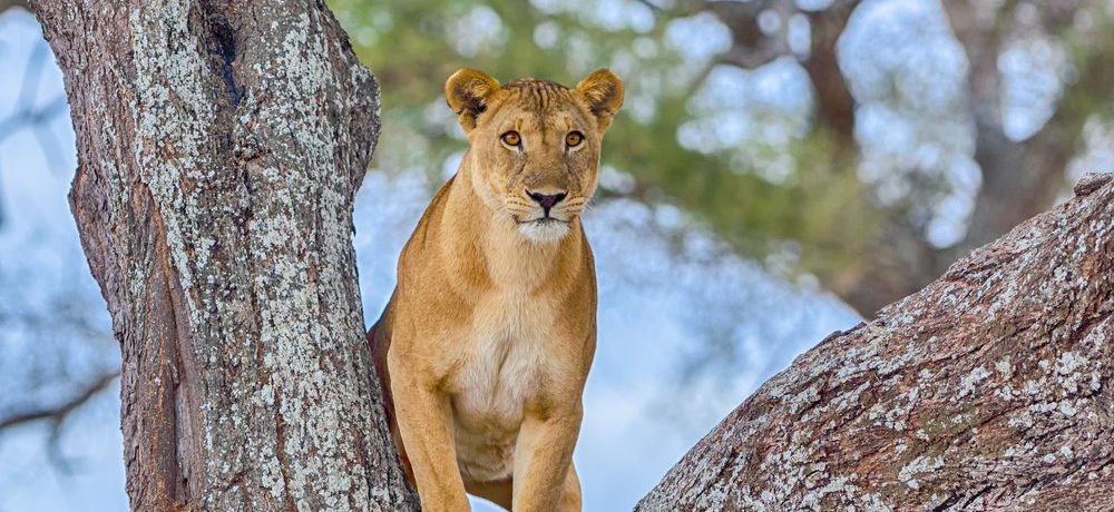 Afrika safari, rondreis Tanzania