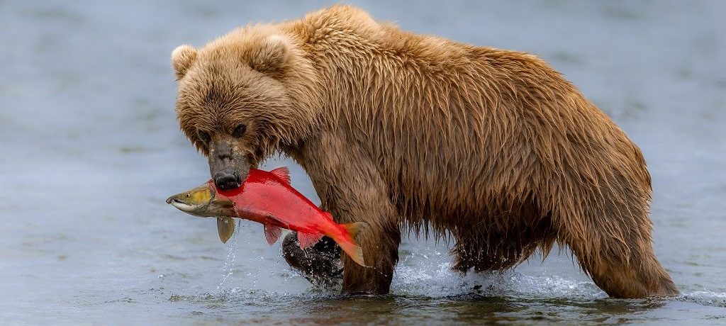 Grizzly beer, Sockeye zalm, zalmtrek, Canada - Shutterstock