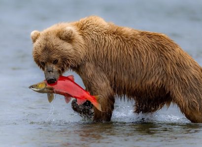 wildlife spotten Canada