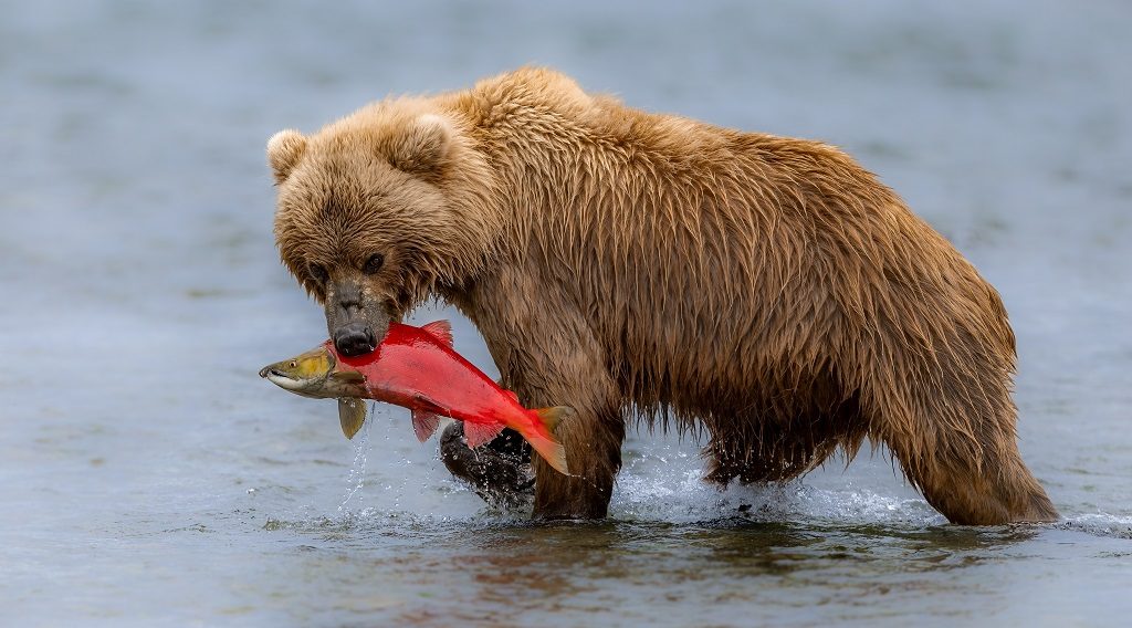 wildlife spotten Canada
