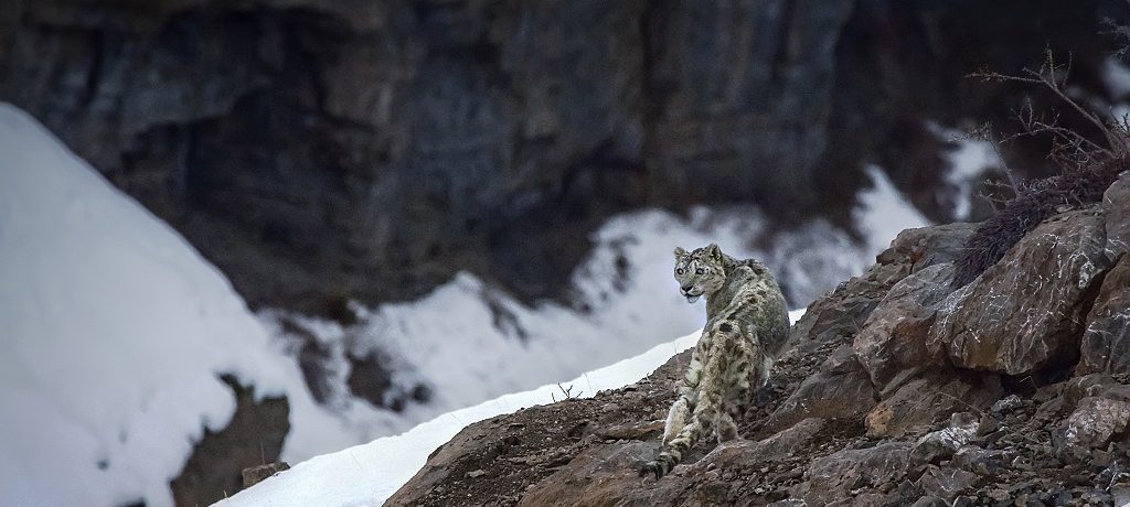 Snow Leopard, Ulley Valley, Ladakh, India - Shutterstock