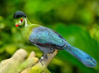Green Turaco