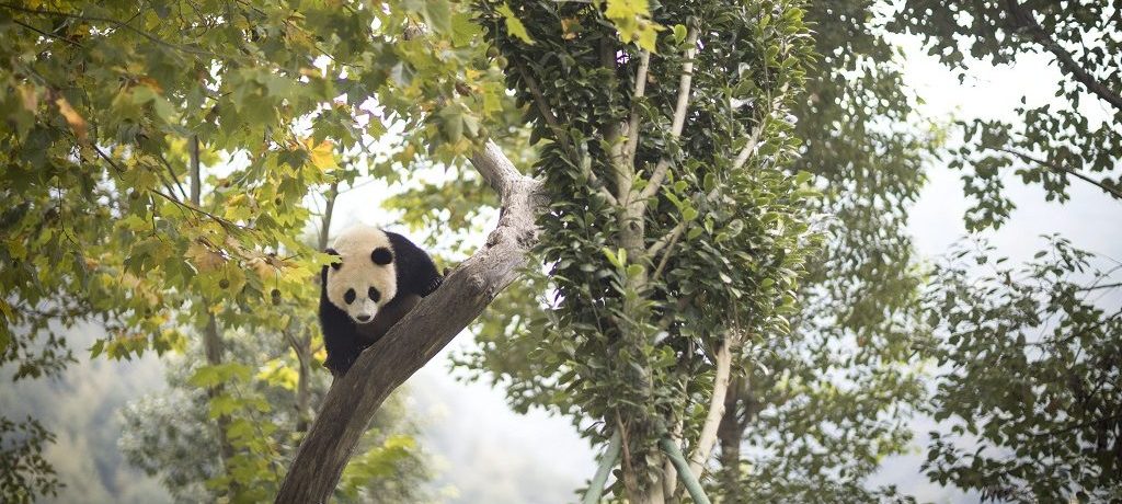 panda natuurreis China