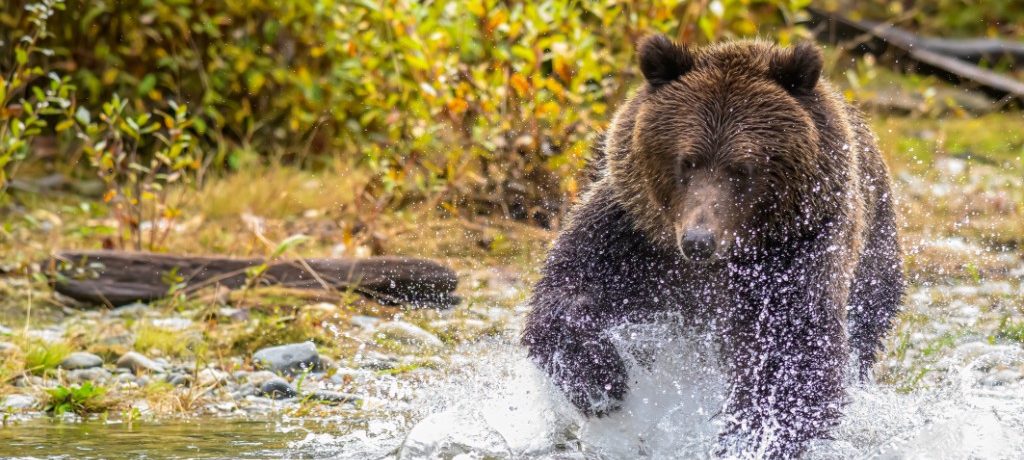 Grizzly beer, Bute & Toba Inlet, Vancouver Island - Shutterstock Grizzly beer vangt zalm