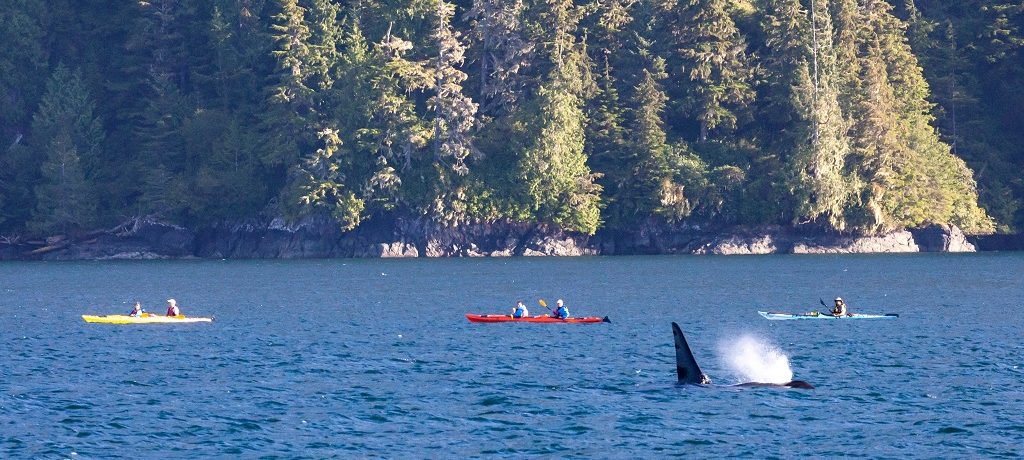 Kajakken met orka's, Vancouver Island,Canada - Shutterstock