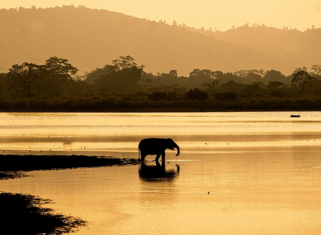 Landschap Kaziranga, Brahmaputra eilanden cruise