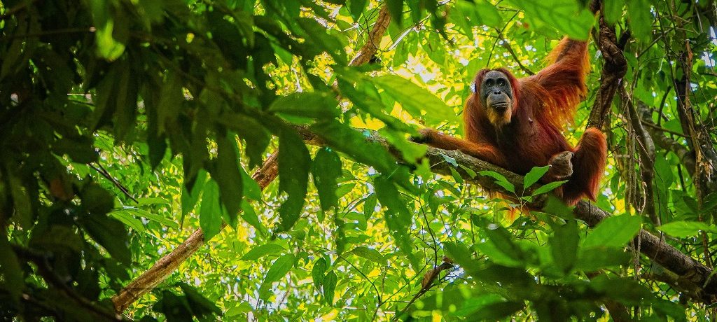 Orang-oetan, Sumatra, Indonesië - Shutterstock