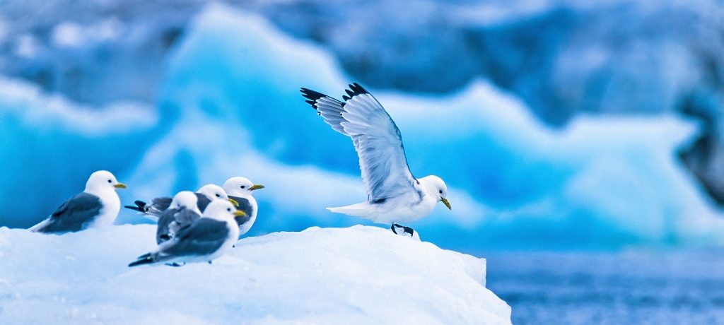 Vogelklif meeuwen, Spitsbergen - Shutterstock