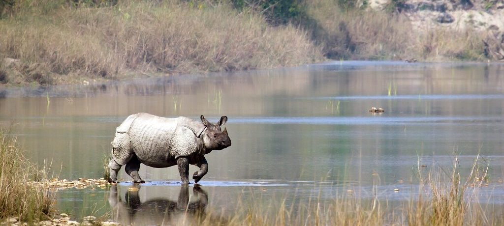 neushoorn en tijger rivier cruise