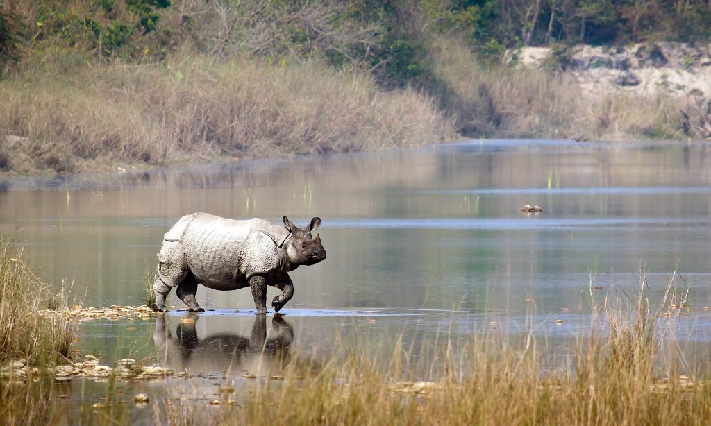 neushoorn en tijger rivier cruise