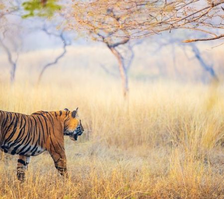 Tijger Ranthambore