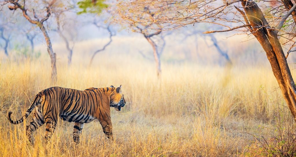 Tijger Ranthambore