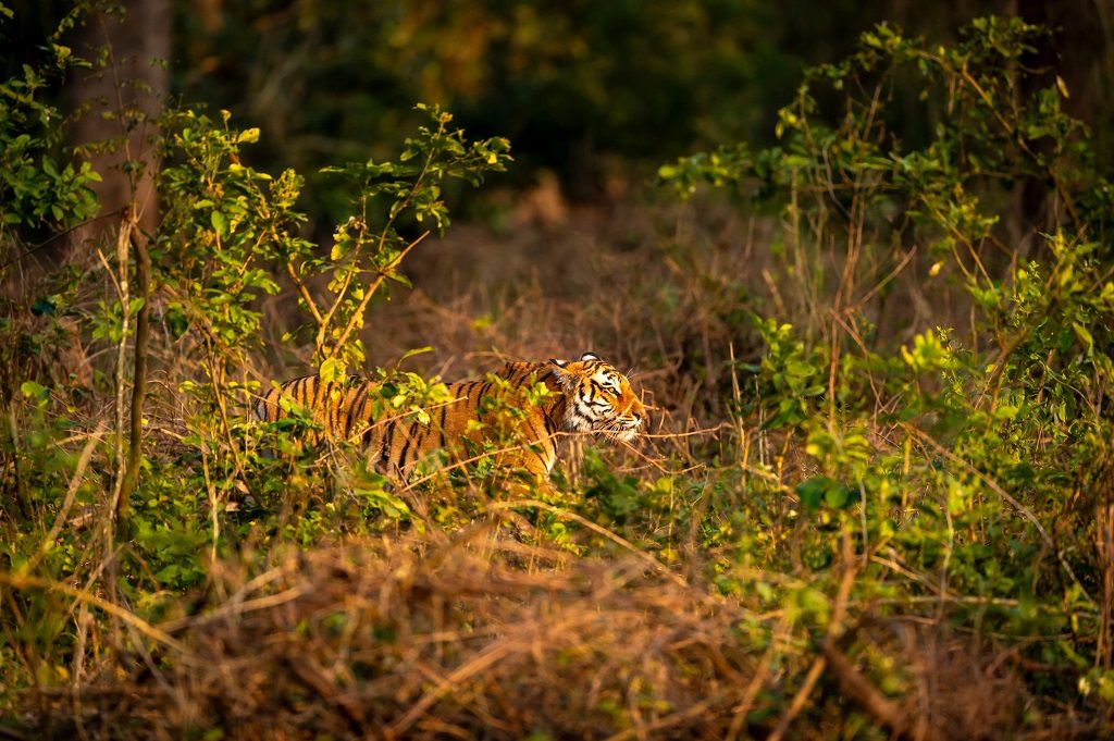 Nepal jungle safari