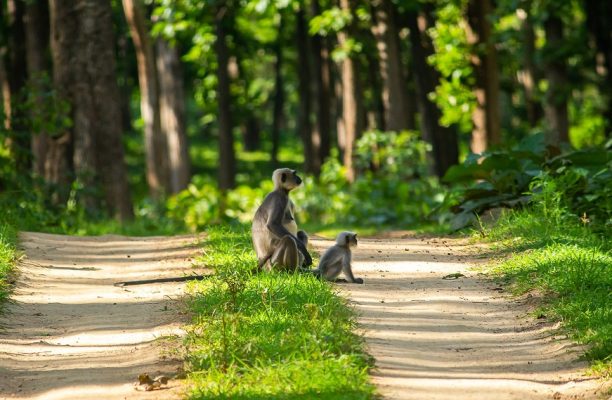 Langoer, Tadoba, India - Shutterstock Langoer, Tadoba, India - Shutterstock