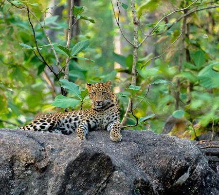 Luipaard, Satpura, India - Shutterstock