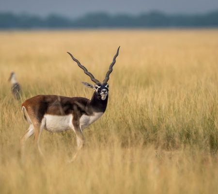 Blackbuck,  Velavadar, India - Shutterstock