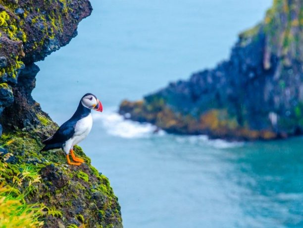 Papegaaiduiker, IJsland - Shutterstock IJsland