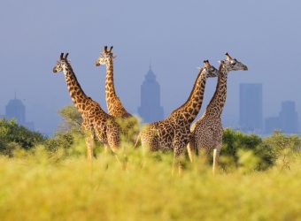 Giraf, Nairobi, Kenia - Shutterstock