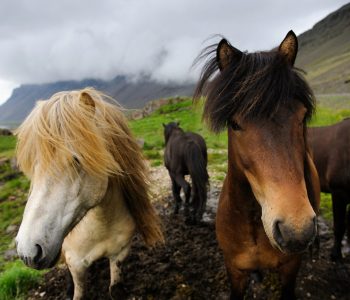 Paard rijden Westfjorden, IJsland - Shutterstock Strand paardrijden