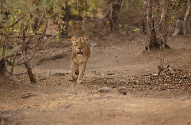 Leeuwin, Sasan Gir National park, India - Shutterstock Leeuwin in Sasan Gir