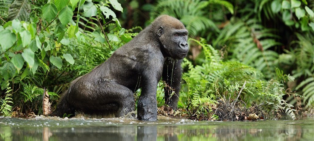 Loango National Park