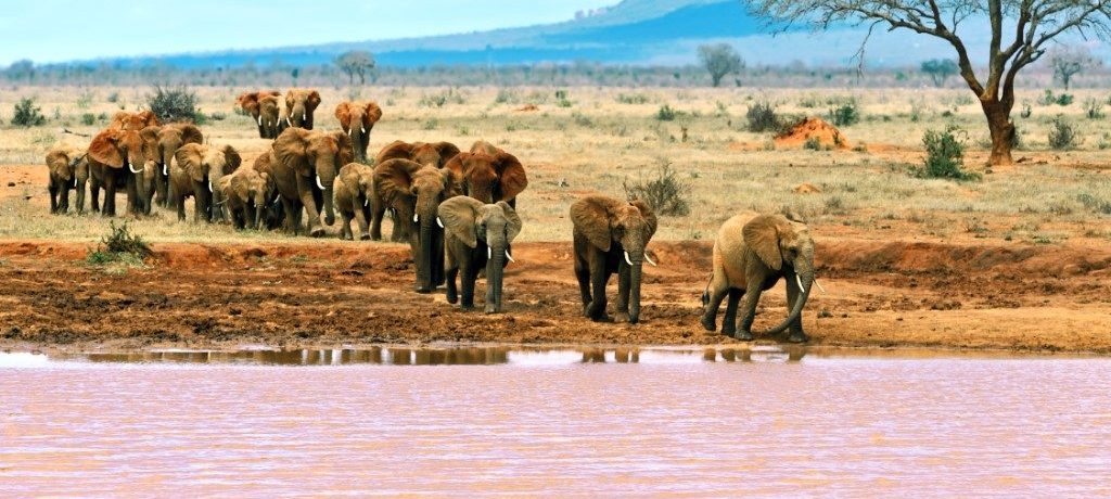 Tsavo Oost, Oost Kenia Safari