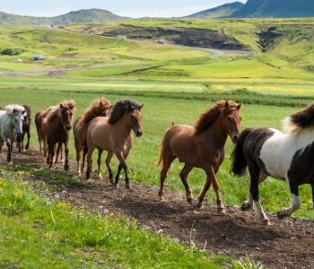 Activiteiten in Varmahlid, paardrijden IJsland