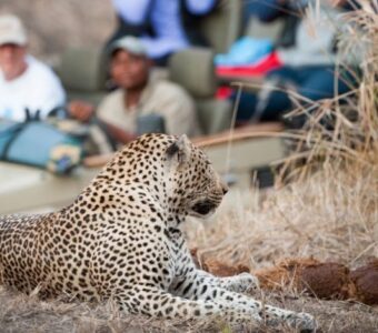 Sundowner Wildlife Holidays, Luipaard, game drive, Elephant Plains, Zuid-Afrika - Shutterstock Sundowner Wildlife Holidays, Luipaard
