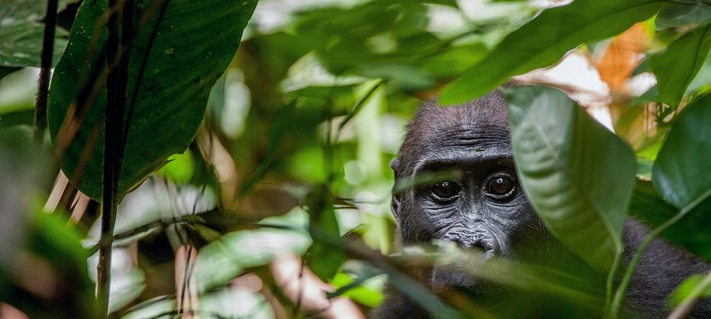 Ontdek Loango National Park, Nationale parken van Gabon,