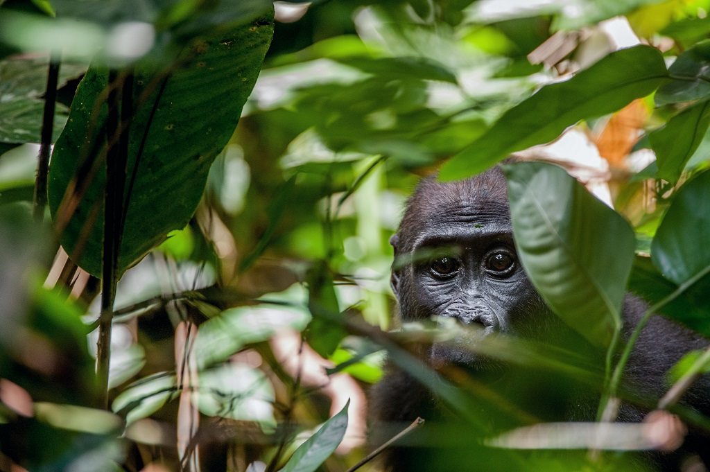 Ontdek Loango National Park, Nationale parken van Gabon,