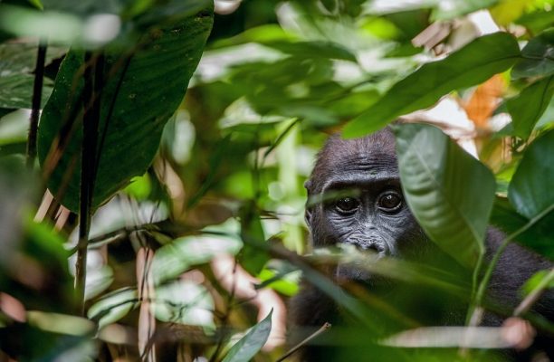 Loango National Park