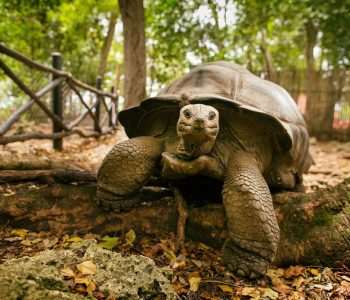 Reuzenschildpad, Prison Island, Zanzibar, Tanzania - Shutterstock Prison Island