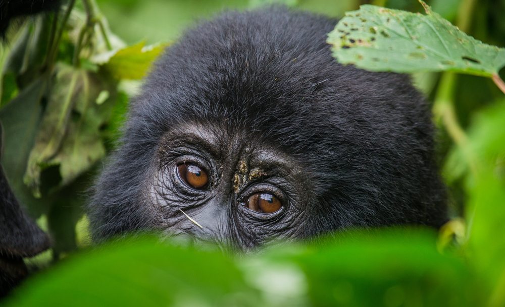 Rondreis Rwanda en Zanzibar