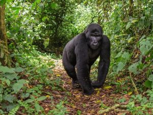 Mountain Gorilla Habituation Experience