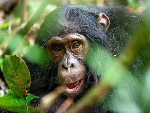 Chimpansee, Kibale , Oeganda, Afrika - Shutterstock