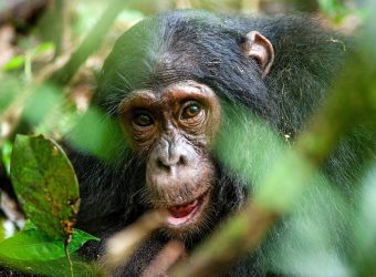 Chimpansee, Kibale , Oeganda, Afrika - Shutterstock