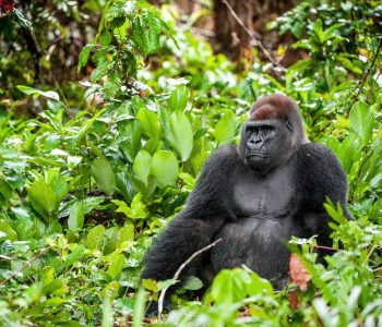 Ivindo National Park, Laaglandgorilla