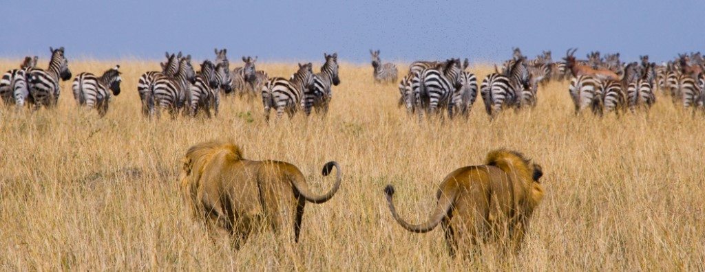 Serengeti safari rondreis