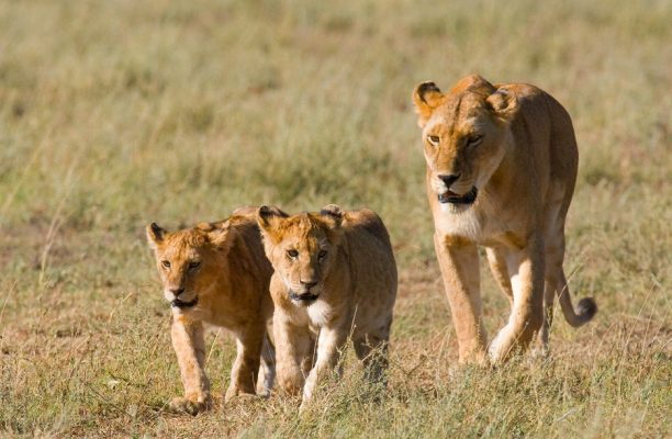 Leeuw, Tanzania & Kenia - Shutterstock