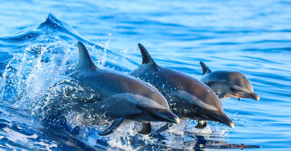 Walvissen & dolfijnen reizen Sundowner Wildlife Holidays