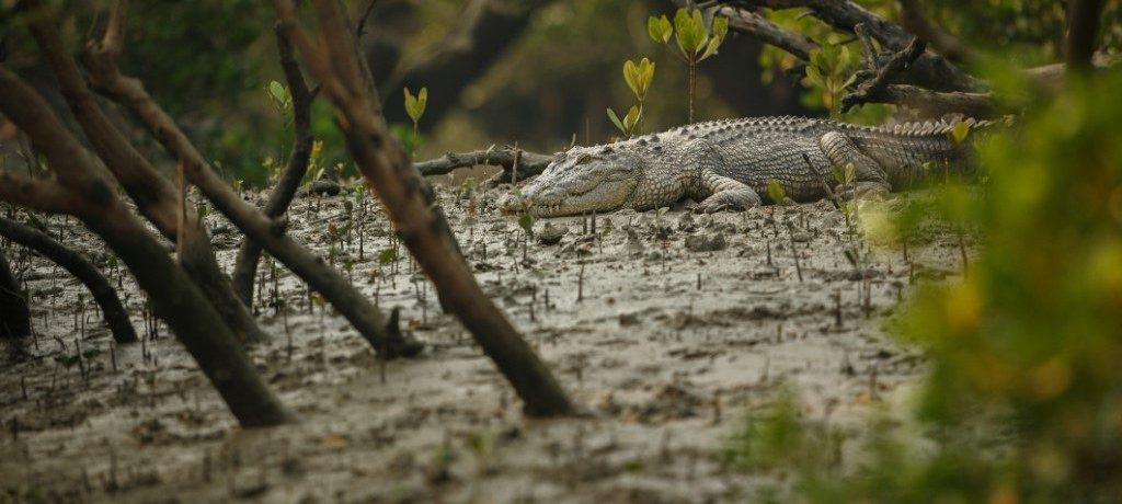 Zeekrokodil, Sundarbans mangroves, India - Shutterstock Sundarbans