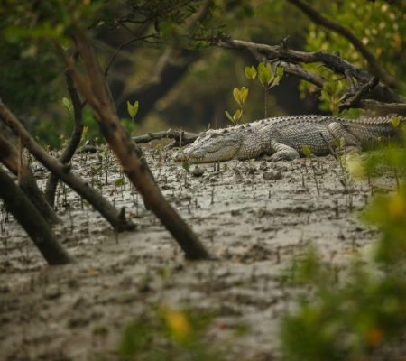 Zeekrokodil, Sundarbans mangroves, India - Shutterstock Sundarbans