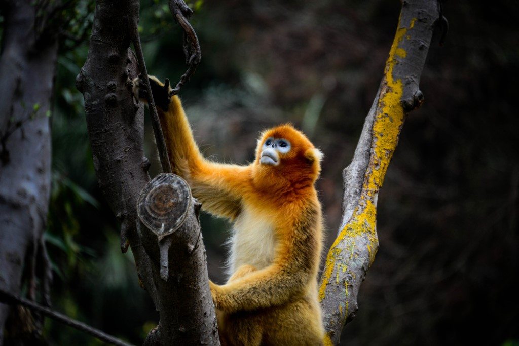 Dieren spotten in China