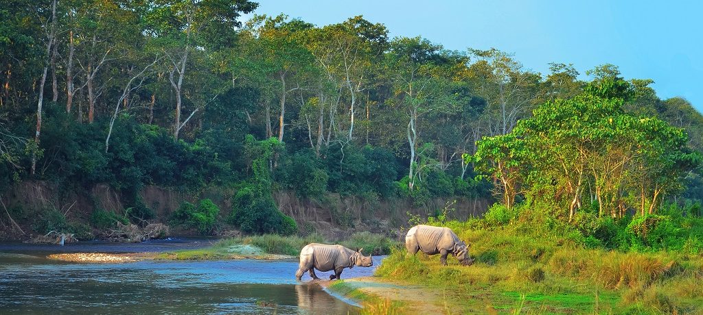 Neushoorn, Chitwan, Nepal - Shutterstock