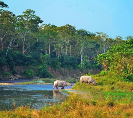 Neushoorn, Chitwan, Nepal - Shutterstock Neushoorn, Chitwan, Nepal - Shutterstock